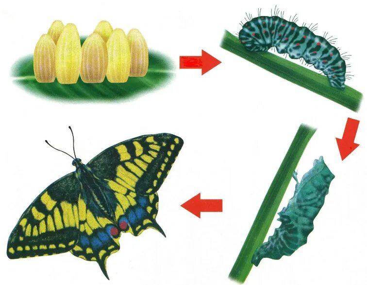 Яйцо личинка бабочка стадия развития. Жизненный цикл бабочки капустницы. Жизненный цикл бабочки яйцо. Жизненный цикл превращения бабочки.