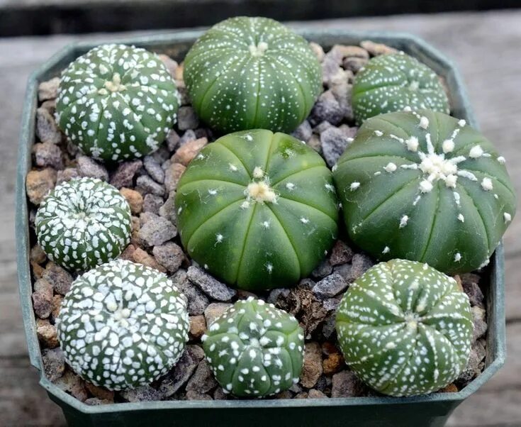 Astrophytum asterias. Кактус astrophytum asterias. астрофитум астериас astrophytum asterias. суккуленты астрофитум. астрофитум орнатум цветение.