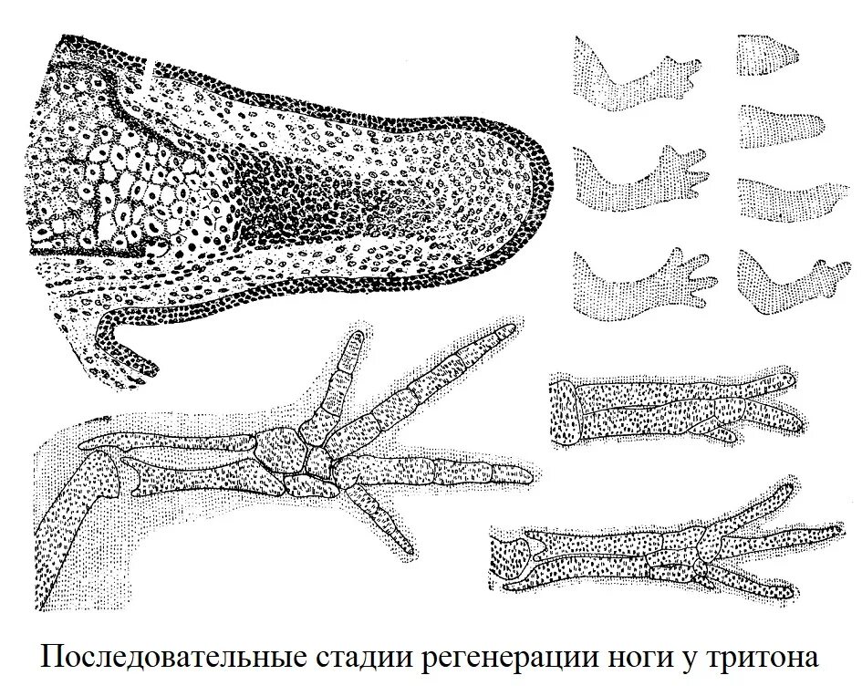 Сильная регенерация. Строение конечностей крокодила. регенерация у животных. примеры регенерации у человека. регенерация у животных примеры.
