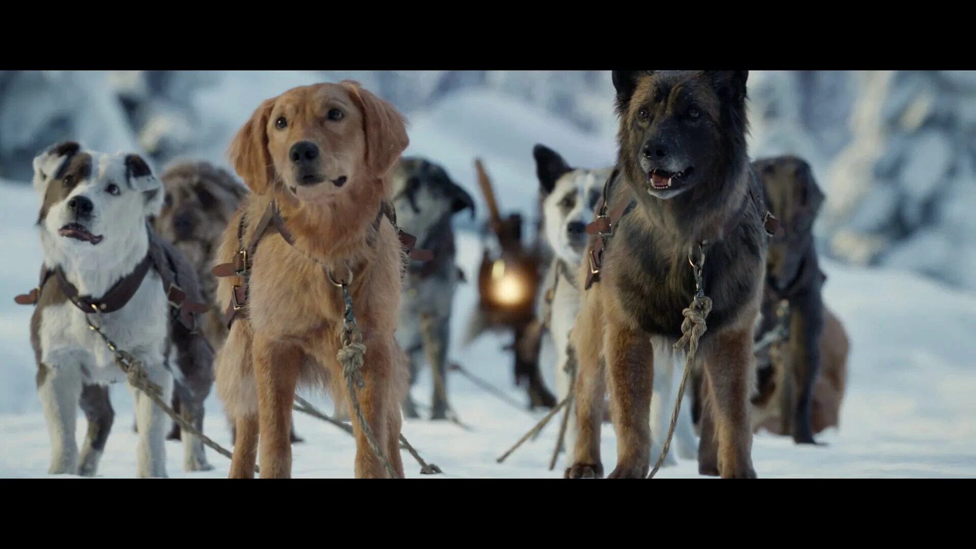 Пес зов предков. Зов предков пес бэк. зов предков the call of the wild 2025.