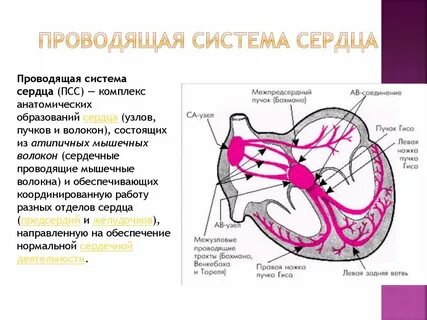 Чем представлена проводящая система сердца