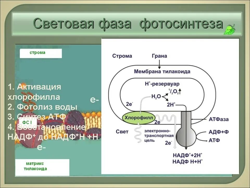 Перемещается углекислый газ из митохондрий в атмосферу. Схема световой фазы фотосинтеза 10 класс. Синтез АТФ фаза фотосинтеза. Световая фаза фотосинтеза 10 класс. Фотосинтез восстановление НАДФ.