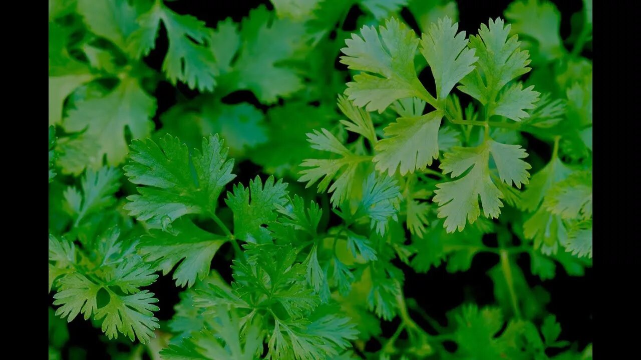 Петрушка кориандр кинза. Кинза в горшке. Укроп петрушка кинза. Полив кинзы. Кинза сельдерей петрушка.