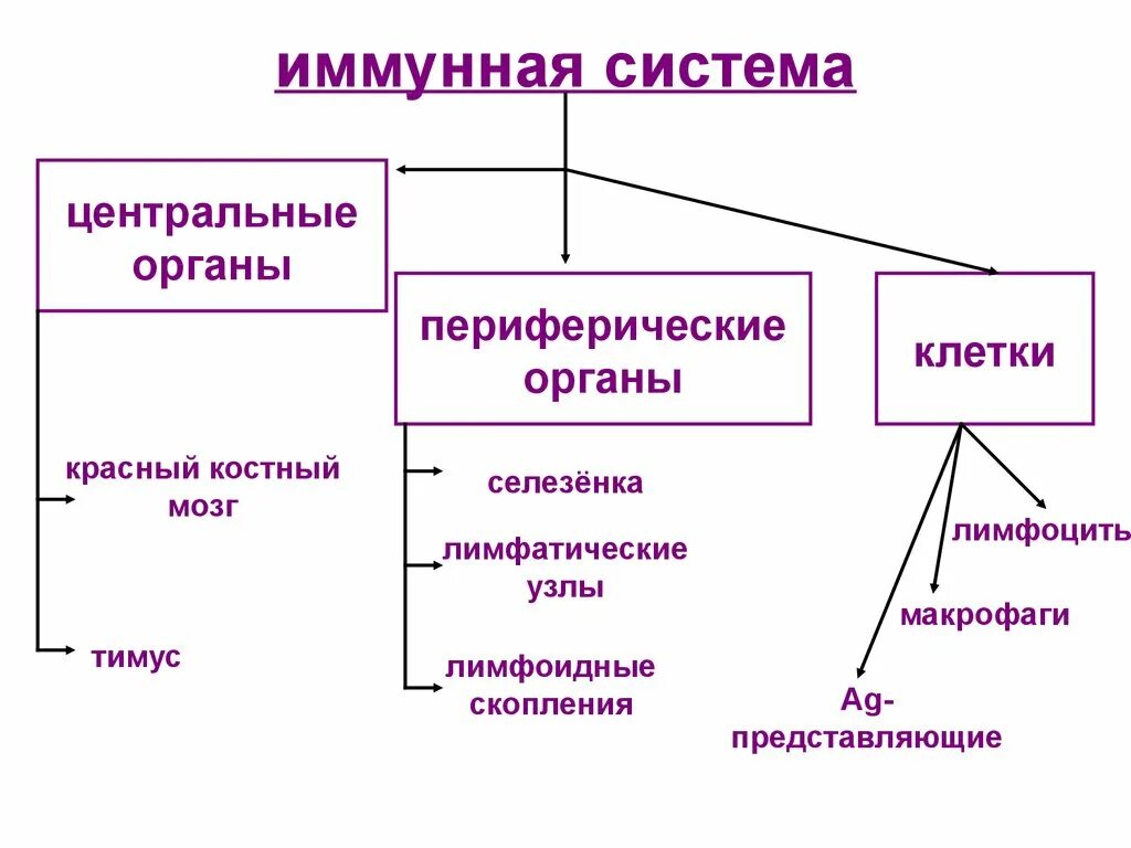 Классификация органов иммунной системы схема. Схема строения органов иммунной системы. Составьте схему органы иммунной системы. Строение иммунной системы человека таблица.