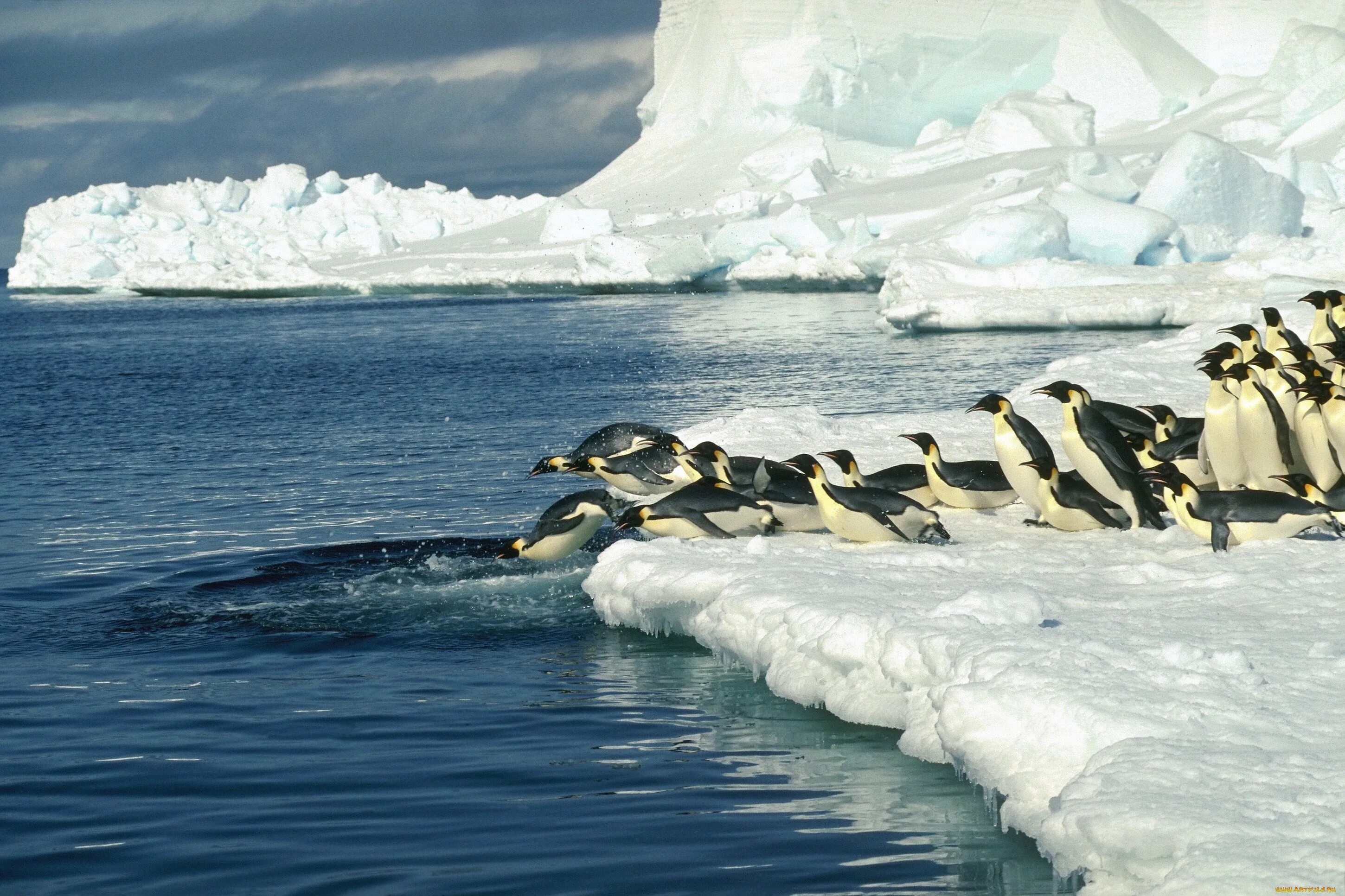 морской леопард в антарктиде. морской тюлень в антарктиде. императорский пингвин в антарктиде. животные северного ледовитого океана и антарктиды. тихоокеанский морж чукотка.