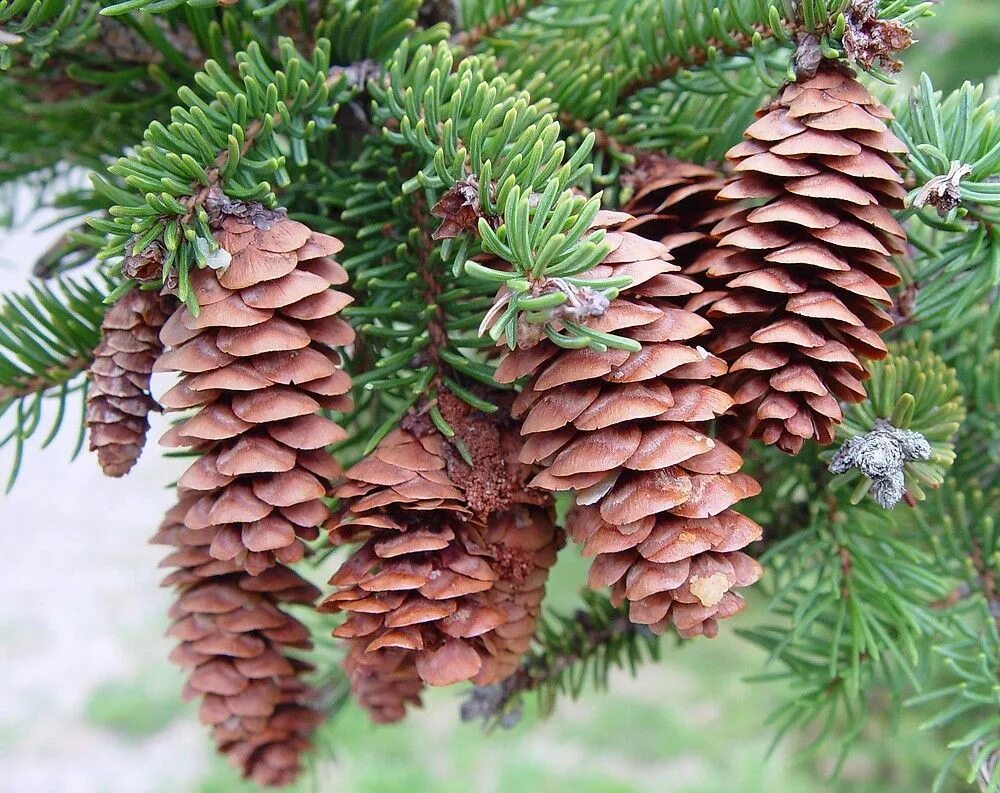 Хвойные картинки. Ель канадская шишки. Picea canadensis шишки. Ель канадская шишка. Ель канадская сизая шишки.