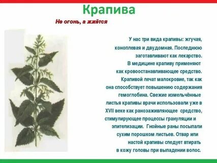 Крапива жжется