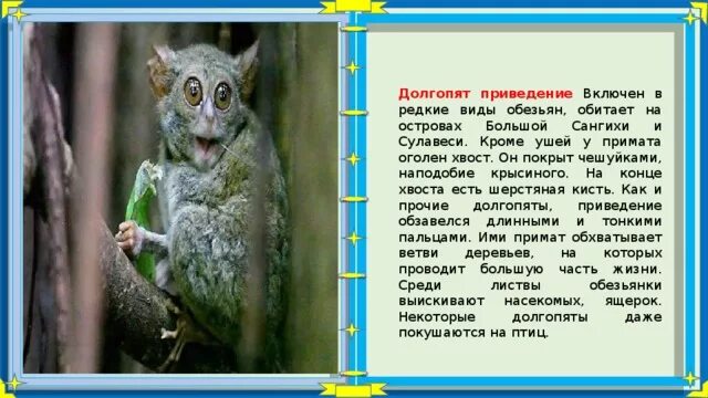 Долгопят рассказ. Долгопят презентация. Презентация на тему долгопят. Долгопят интересные факты. Факты о долгопяте.