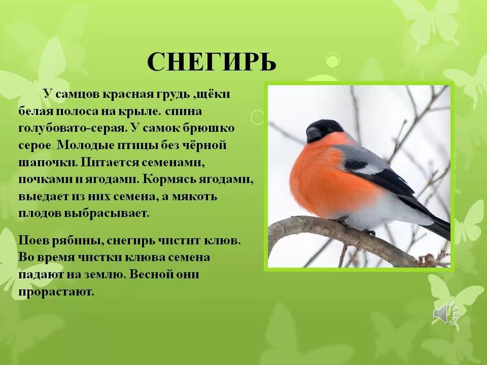 Описание птицы Снегирь 3 класс. Снегирь птица описание. Снегирь краткое описание. Снегирь фото и описание. Особенности птицы снегирь