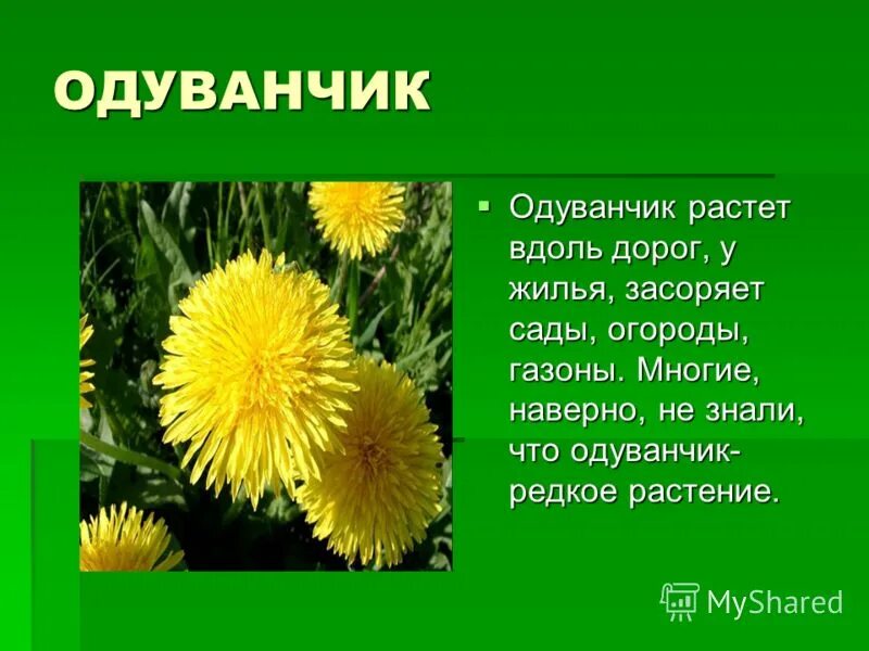 Одуванчик произведение 2 класс. Рассказать о одуванчике. Рассказ про одуванчик. Сообщение о одуванчике. Рассказ о растении одуванчик.