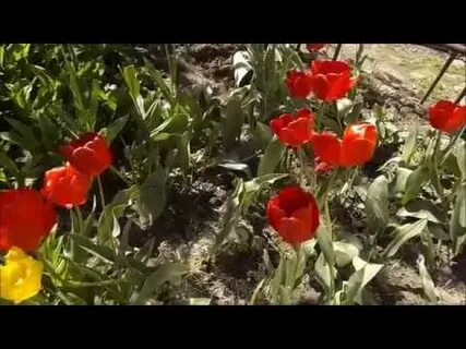 Тюльпаны отцвели что делать дальше