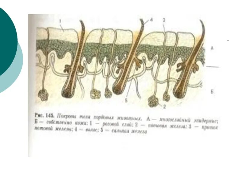 Покровы тела животных 8 класс биология таблица. Рис 145 покровы тела хордовых животных. Кожные покровы хордовых. Строение покровов тела. Строение покровов тела у позвоночных.