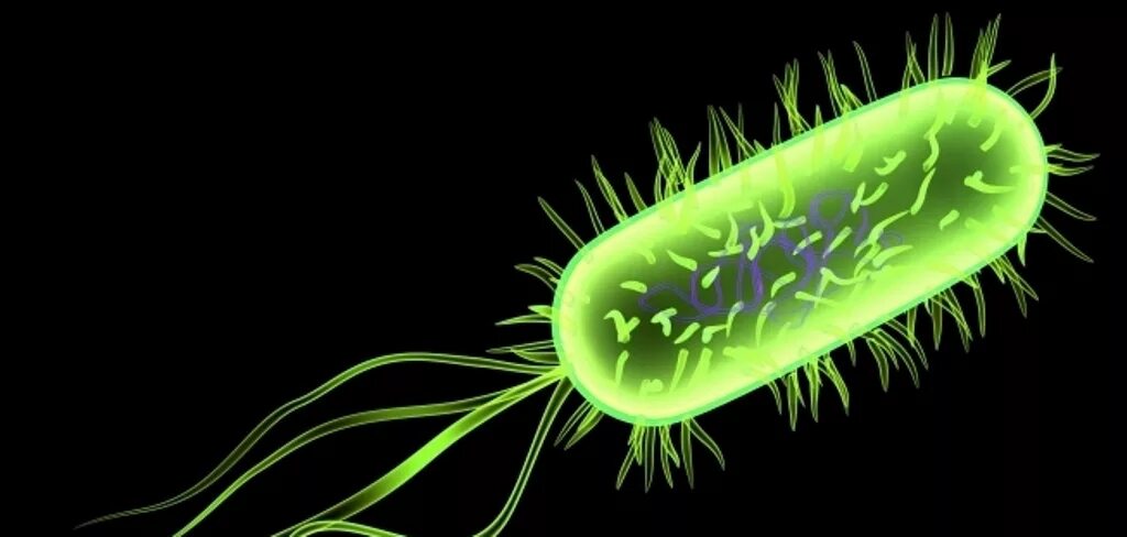 Микроорганизмы кишечная палочка. Кишечная палочка Escherichia coli. Бактерия Escherichia coli. О микроорганизмы Escherichia coli. Бактерия эшерихия коли.