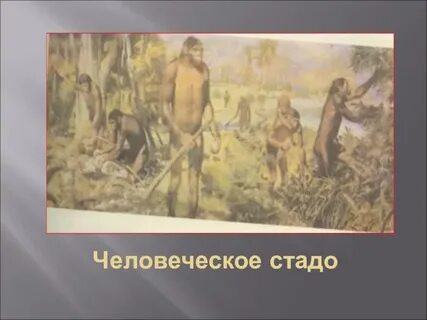 Человеческое стадо