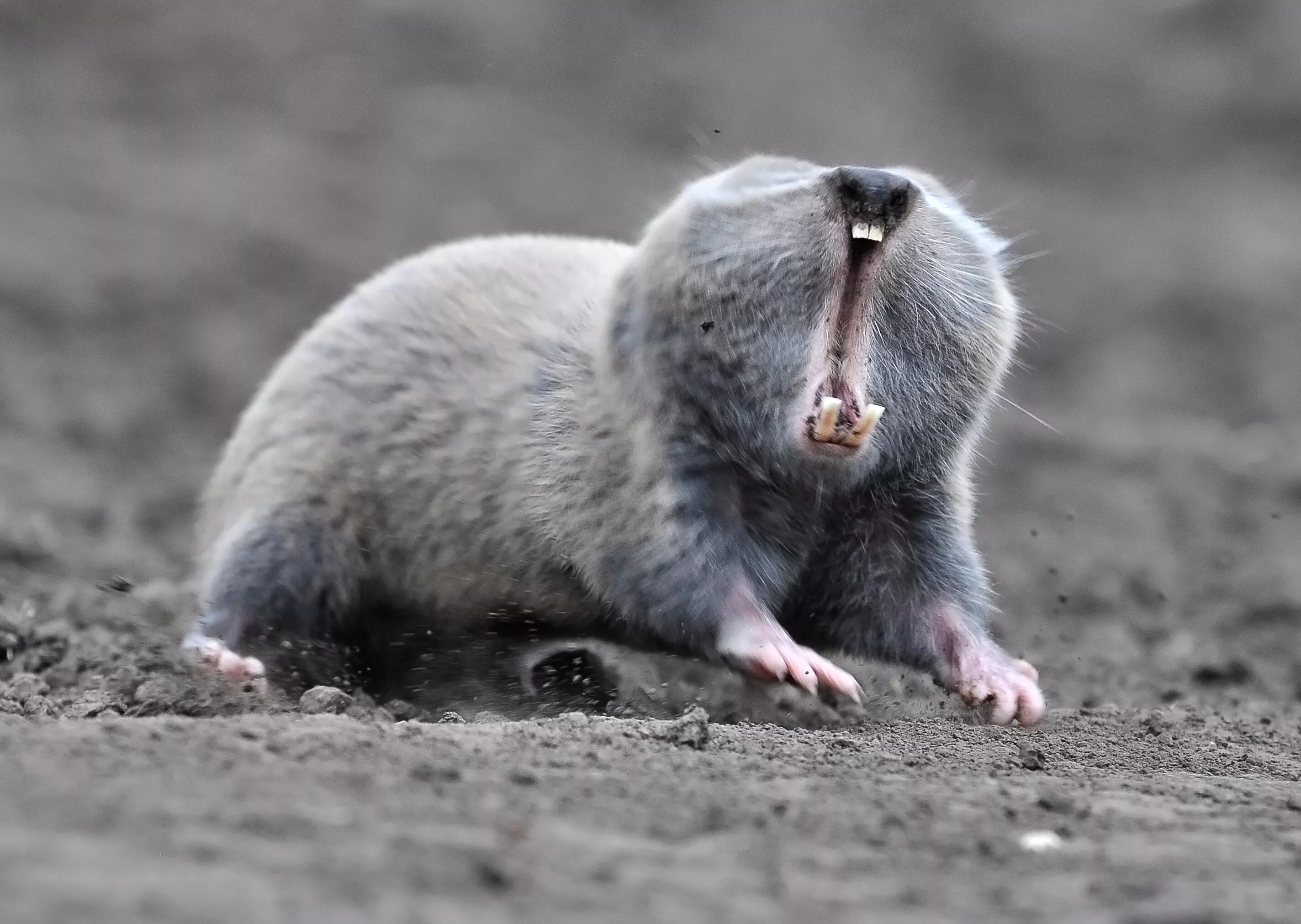 Гигантский слепыш. Кавказский слепыш. Какое животное слепое. Обыкновенный слепыш рот. Слепыш хвост.