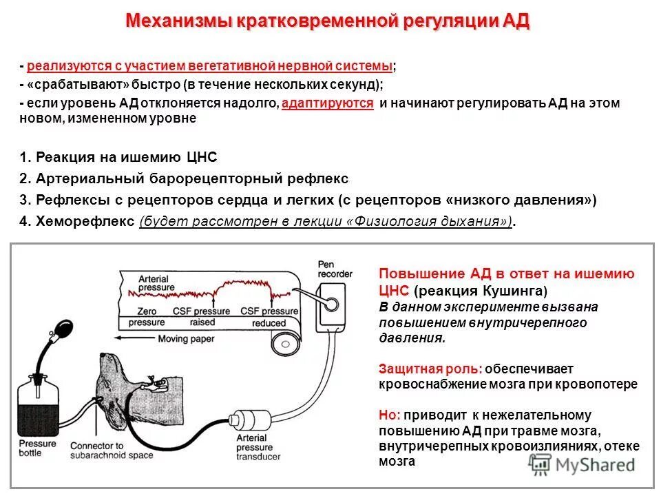 физиологическая саморегуляция. механизмы регуляции деятельности эндокринных желез. механизмы саморегуляции ландшафтов. механизмы саморегуляции систем. механизмы регуляции кислотно-основного состояния.
