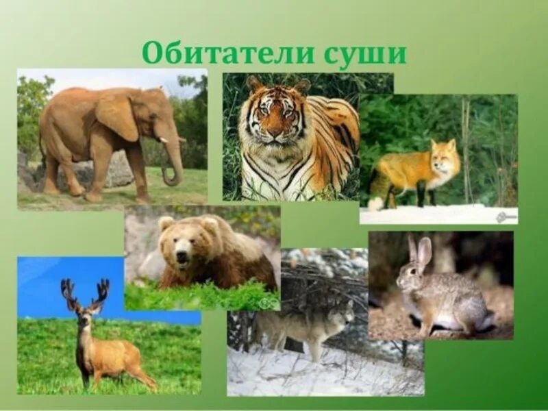 Виды млекопитающие 3 класс