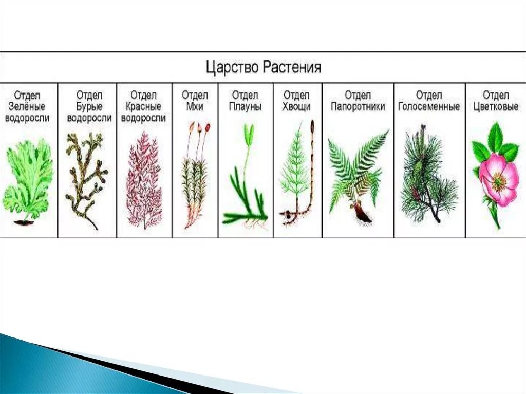 Водоросли хвощи покрытосеменные голосеменные. Царство растений. Отделы растений. Царство растений схема. Растения разных отделов.