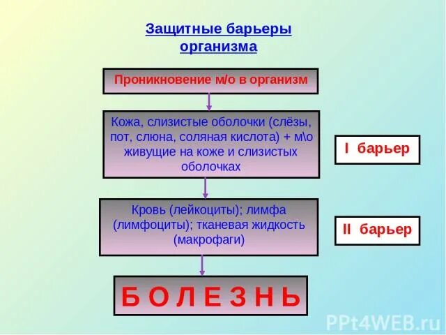 Слюна соляная кислота. Защитные барьеры организма. Основные защитные барьеры организма. Защитный барьер кожи. Внешний защитные барьеры.