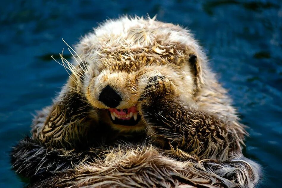 позитив солнце. улыбнись жизнь прекрасна. смех животных. позитивные картины. улыбка животных.