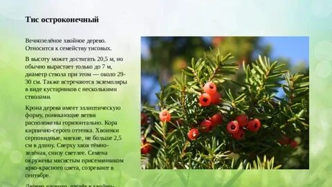 Хвойное вечнозеленое растение занесенное в красную книгу