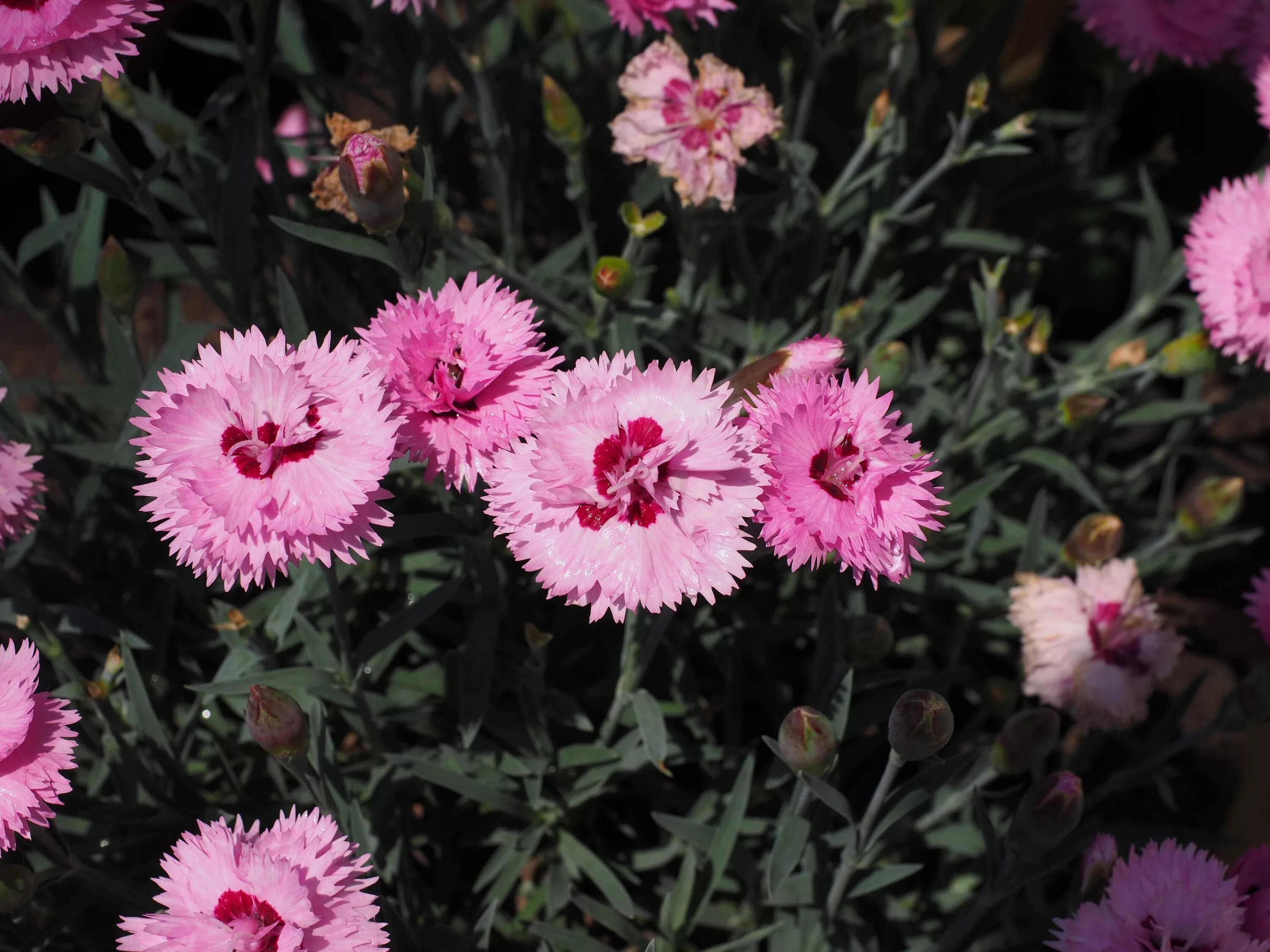 У дикой гвоздики 5 лепестков. Гвоздика перистая Манот. Dianthus gratianopolitanus розовая. Гвоздика перистая грезы. Гвоздика перистая Мэгги.