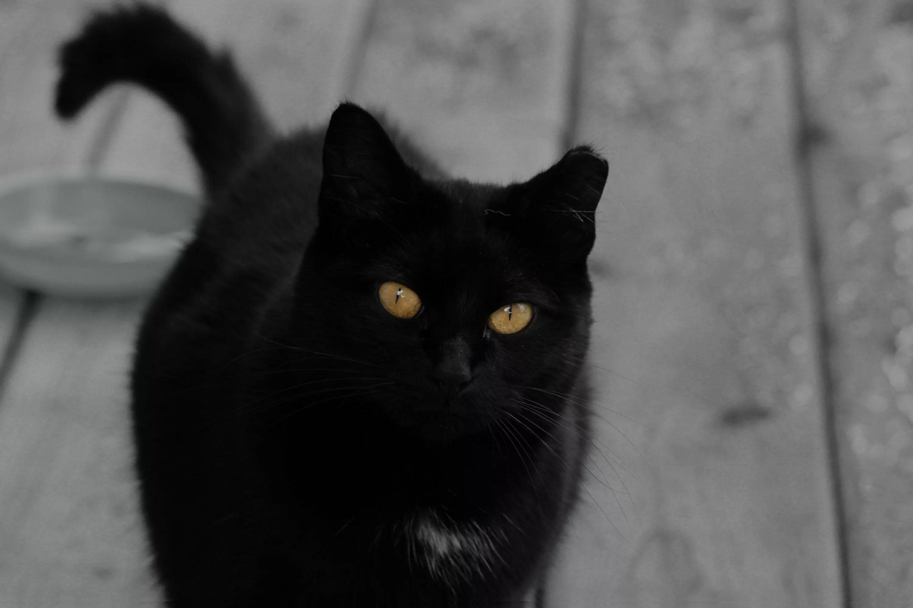 Порода черной кошки с желтыми глазами. Бомбейская кошка. Британская Бомбейская кошка. Британская короткошёрстная кошка черная. Богемская кошка чёрная.