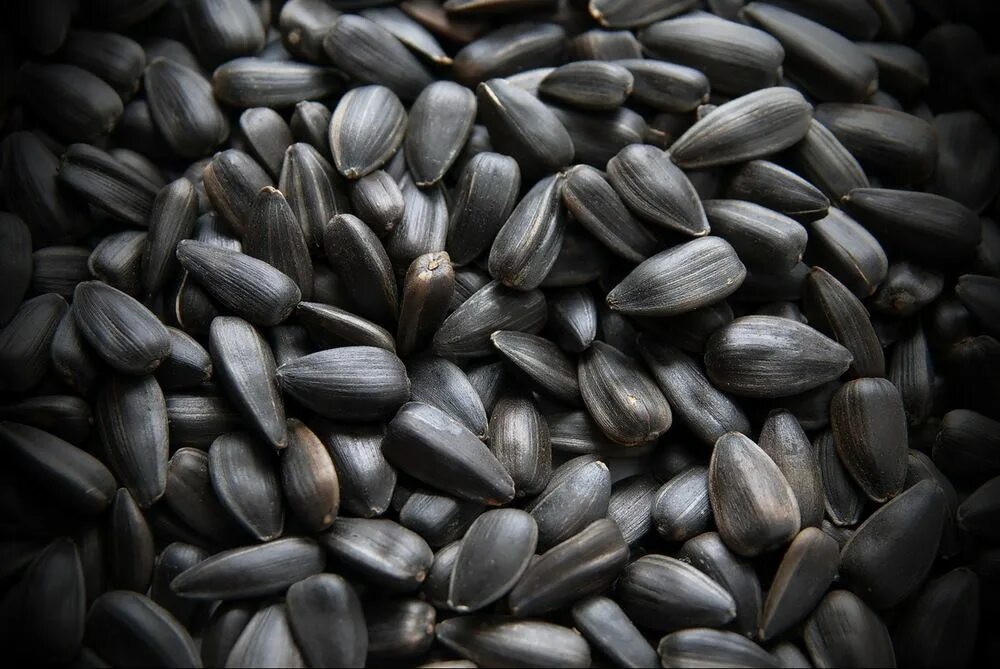 что такое семечки. семя подсолнуха. что такое семечки. семечки. семечки.