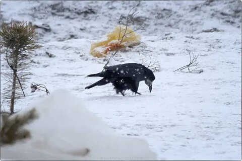 На севере грачи