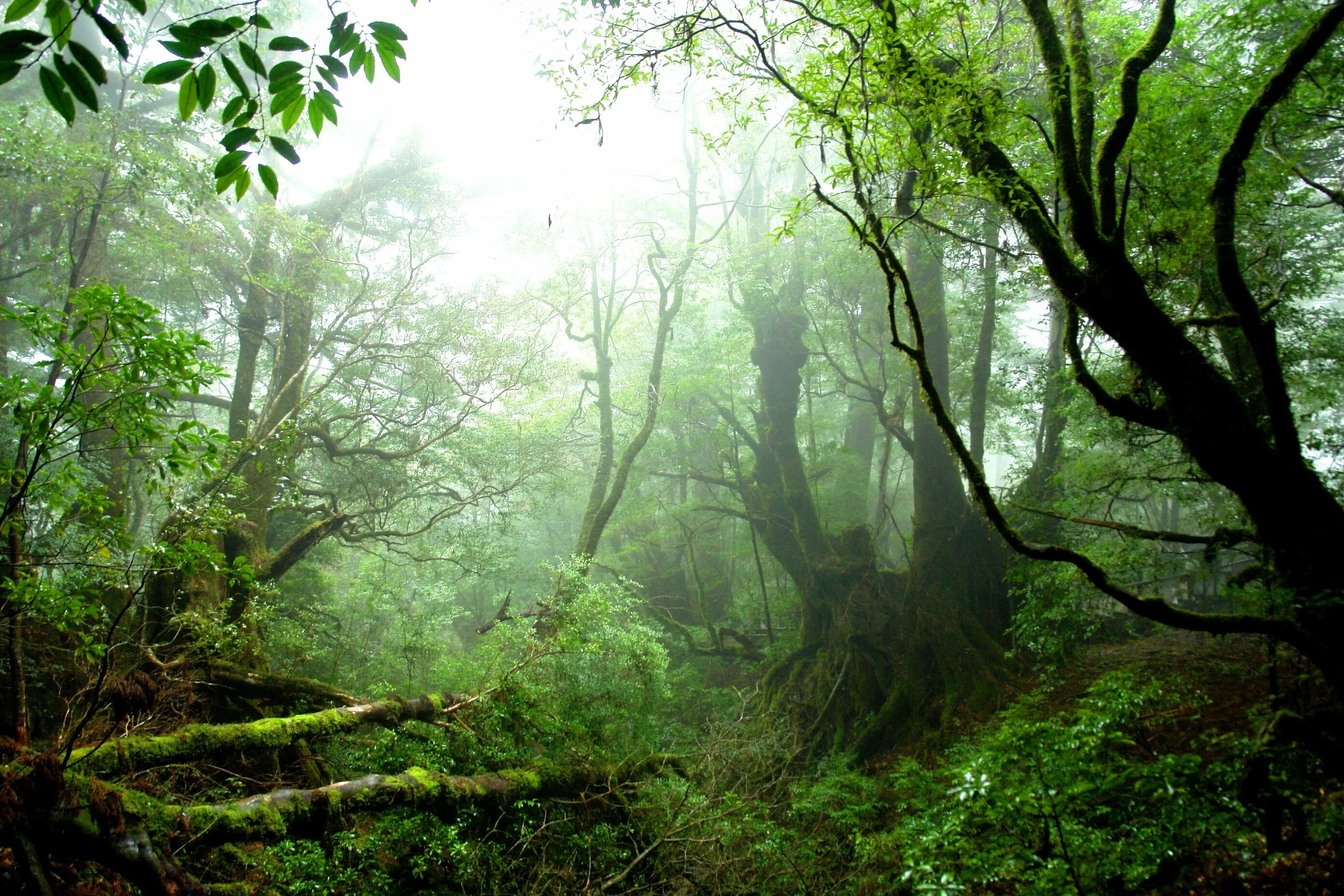 Лес Якусима Япония. Субтропический лес Японии. Муссонные леса Японии. Остров Якушима.
