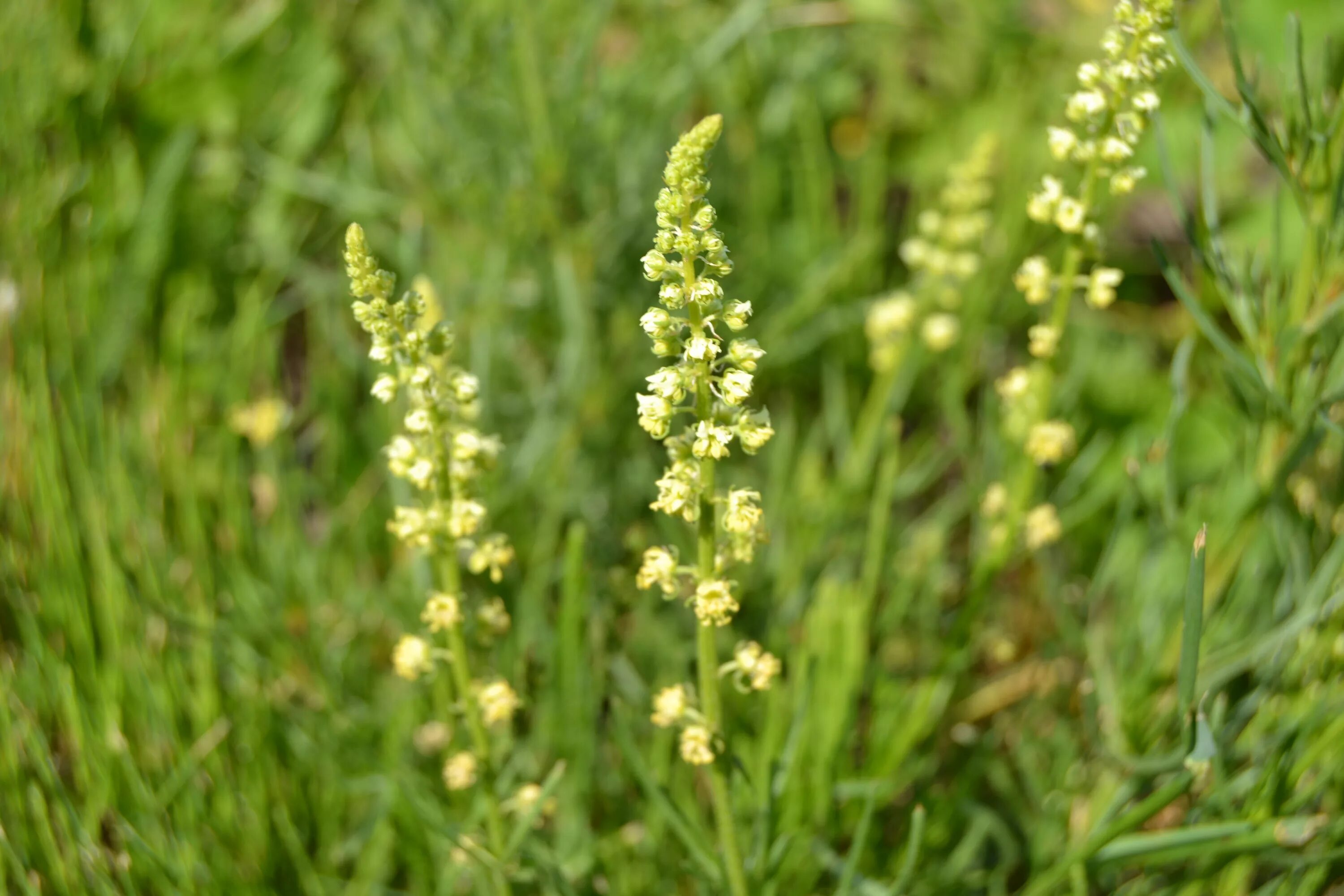 Резеда Полевая. Резеда жёлтая. Reseda luteola. Резеда душистая. Резеда душистая семена