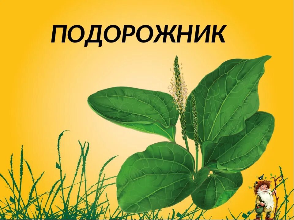 Как сделать подорожник. Лекарственные растения для дошкольников. Подорожник лекарственное растение. Лекарственные растения картинки для детей. Подорожник для дошкольников.