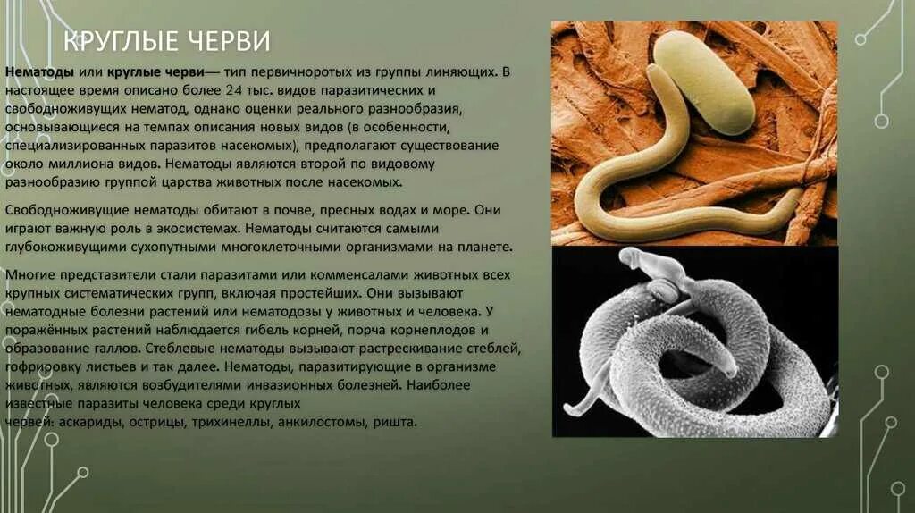 Наибольшее число паразитов встречается