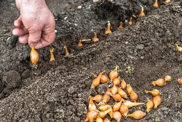 Лук стурон посадка под зиму фото Луковицы Лук купить по выгодной цене в интернет-магазине OZON (865308313)