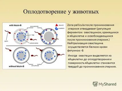Переход к внутреннему оплодотворению