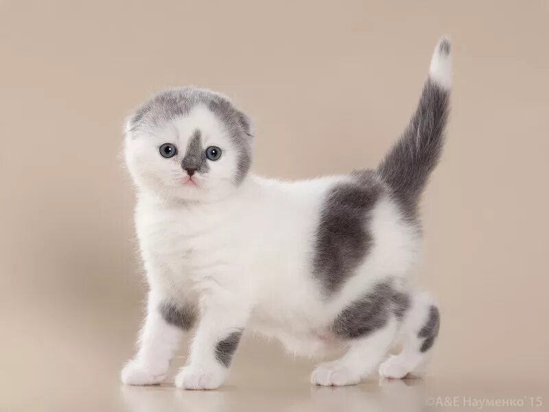Вислоухий черно белый кот. Скоттиш фолд голубой арлекин. шотландский котенок вислоухий арлекин. шотландская вислоухая окрас арлекин. скоттиш фолд пятнистый.