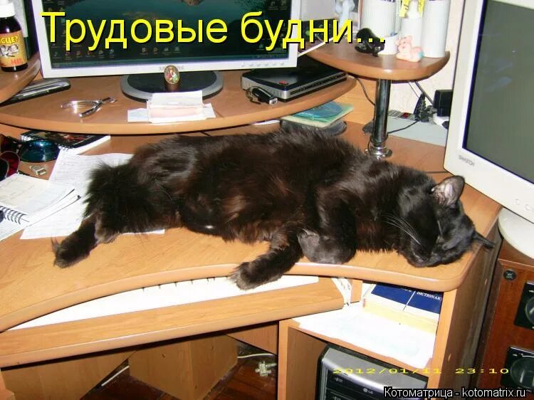 отдохни немножко. ничего не делать картинки. у меня лапки мем. неохота на работу. ничего не хочется делать.