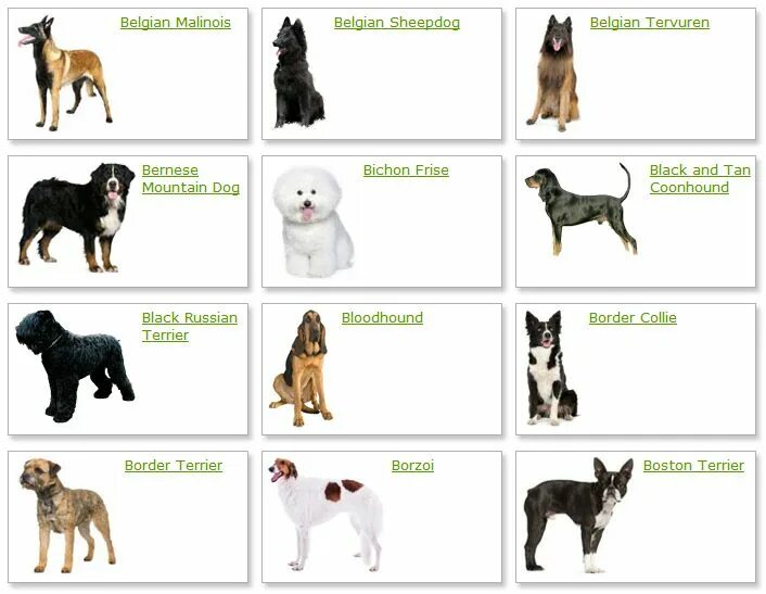 Как называется буква собака. Название собак. Породы собак названия. Фотографии собак с названиями. Породистые собаки и их названия.