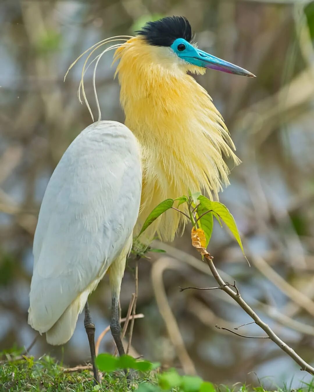 Название редких птиц. Южноамериканская кваква. хохлатая цапля. кваква птица. желтоклювая цапля.