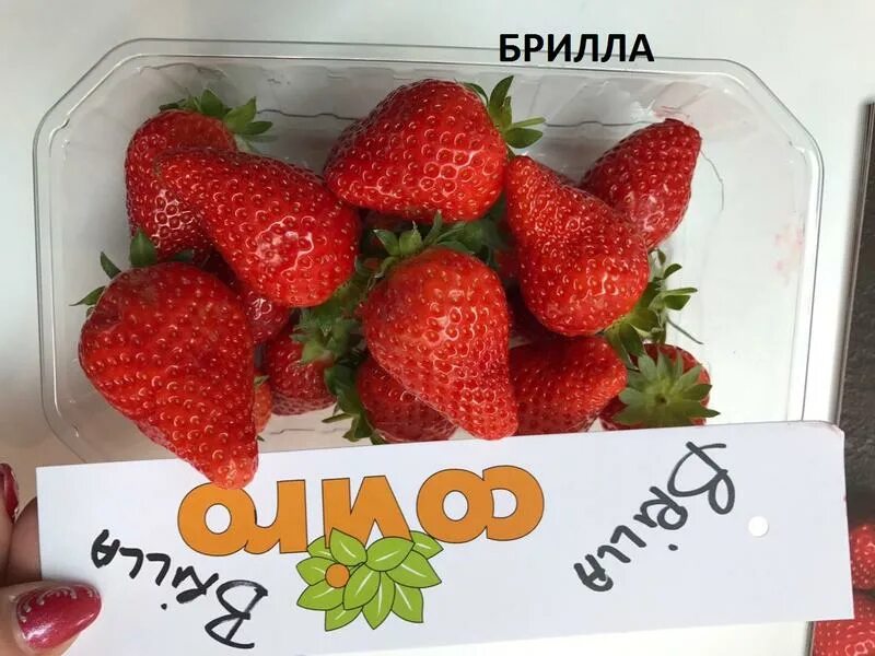 Клубника Брилла