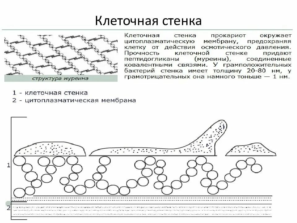 Клеточная стенка клетки особенности строения. Клеточные стенки прокариот муреин. Функция клеточной стенки в прокариотической клетке. Клеточная стенка животных из муреина. Клеточная стенка рисунок строение.