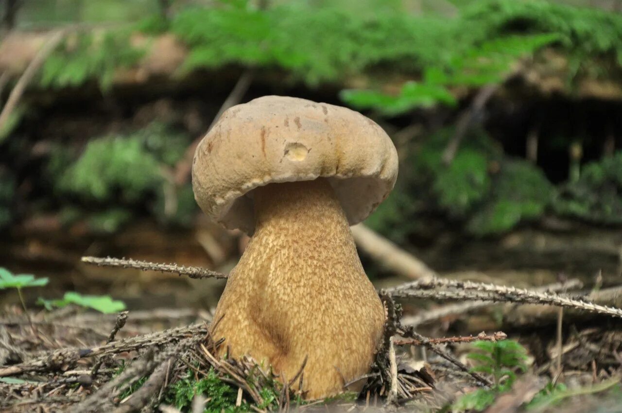 Желчный гриб какой. Желчный гриб горчак. Горчак, ложный белый гриб. Ложный Боровик, желчный гриб. Tylopilus felleus.
