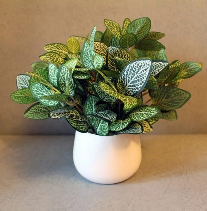 Домашний цветок фиттония. Фиттония микс. Домашний цветок фиттония. Фиттония бамбино. Домашний цветок фиттония.