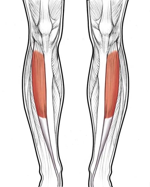 Передняя большеберцовая мышца голени. Мышцы голени передняя большеберцовая мышца. Tibialis anterior мышца. Передняя большеберцовая мышца, m. Tibialis anterior. Правая нога бедро мышцы
