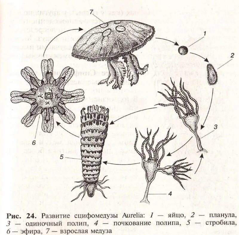 Цикл развития кишечнополостных. Цикл размножения сцифоидных медуз. Какой жизненный цикл кишечнополостных. Кишечнополостные 7 класс размножение сцифоидные. Полип обелия строение.