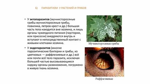 Что такое паразитизм 5 класс биология кратко
