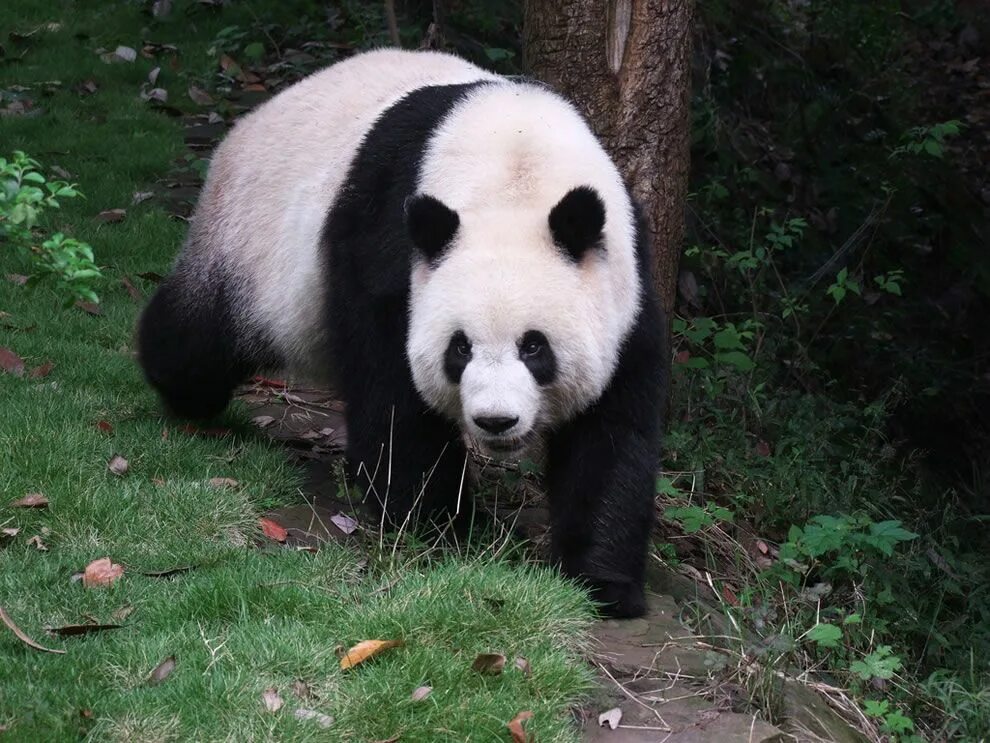 Pandas endangered