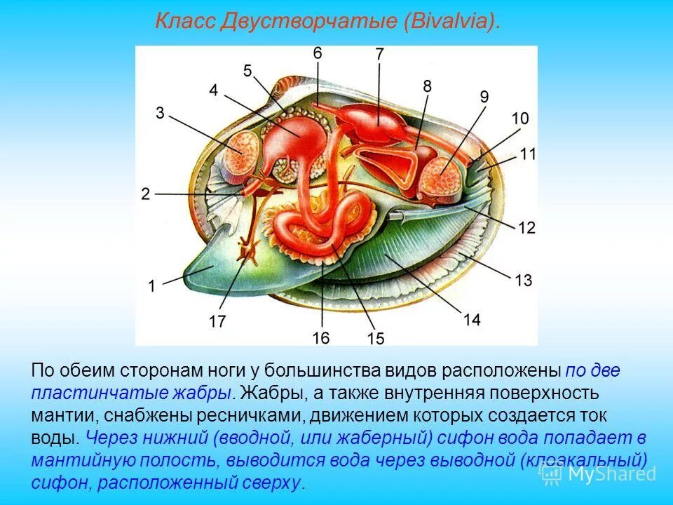 Моллюски общее строение. Двустворчатые моллюски строение. Класс двустворчатые внутреннее строение. Строение моллюсков класс двустворчатые. Внутреннее строение двухстворчатой моллюски.