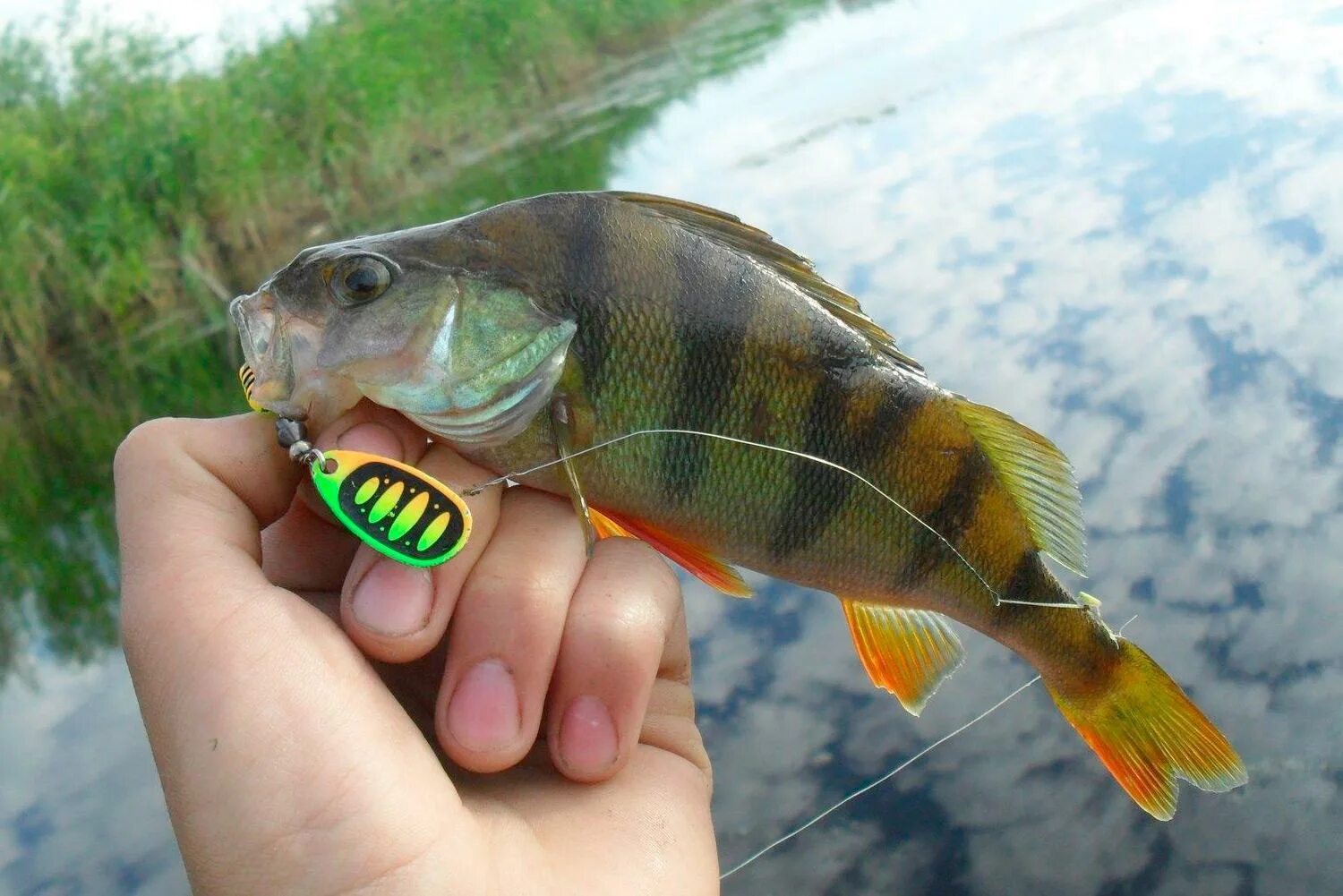 Приманки на окуня. Рыбалка на спиннинг окунь. Блесна на окуня. Что ловят на блесну. Рыбалка на окуня летом на спиннинг.