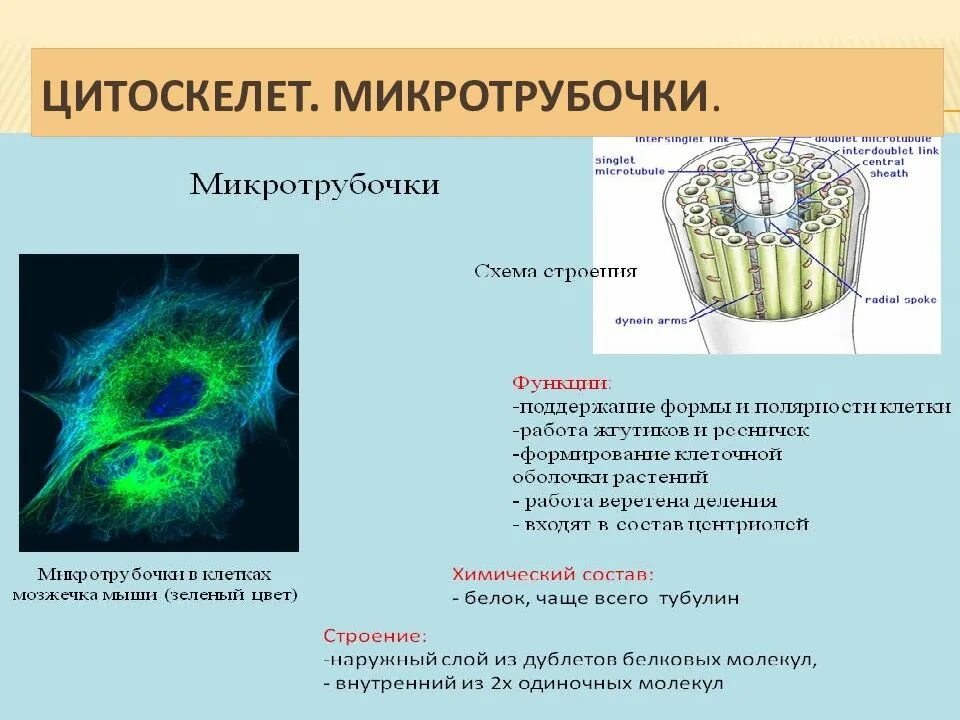 Цитоскелет структура строение и функции. Микротрубочки цитоскелета строение. Функции органоидов клетки цитоскелет. Функции цитоскелета в органоиде. Цитоскелет клетки какой органоид